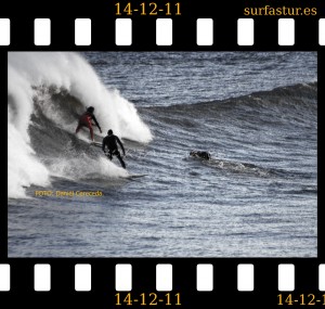 www.surfastur.es