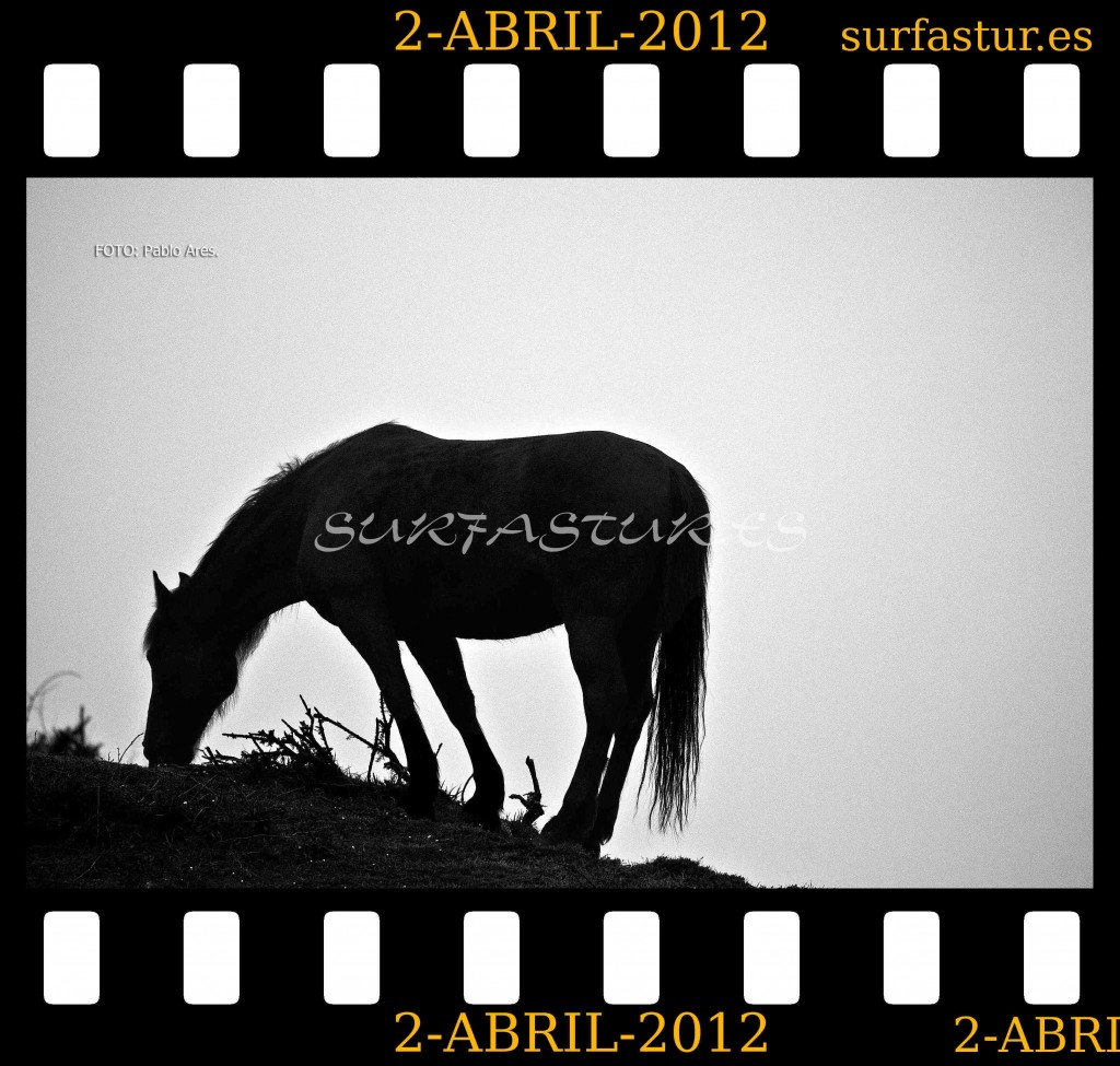 WWW.SURFASTUR.ES